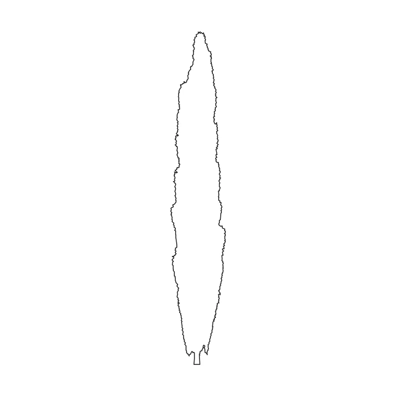Columnar cypress CAD block in elevation, line drawing