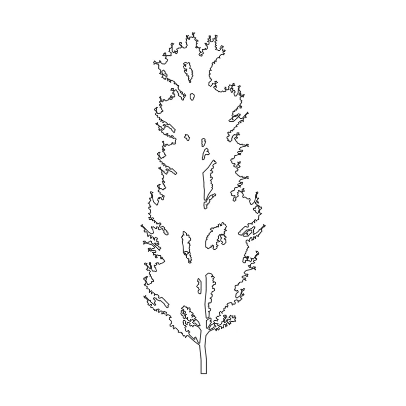 Poplar tree CAD block in elevation, line drawing