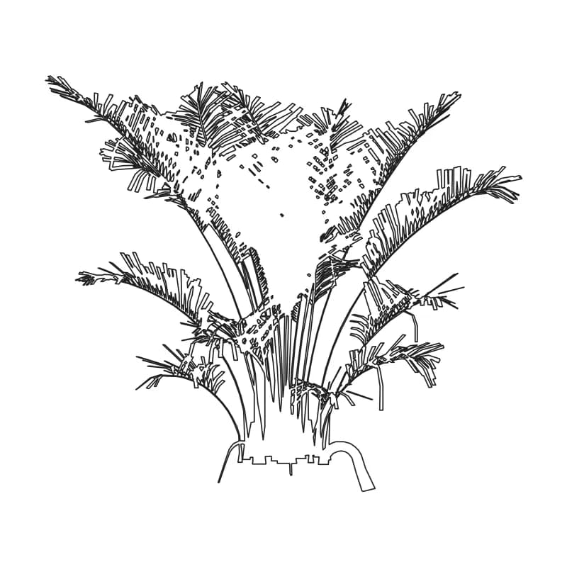 Multi-stem palm CAD block in elevation, line drawing